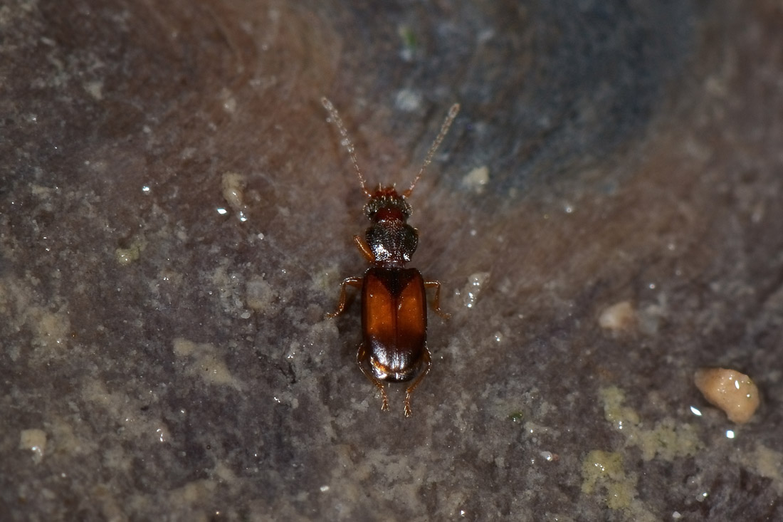 Piccolo Carabidae:   Perileptus areolatus